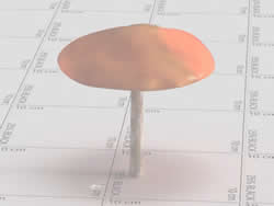 mushroom